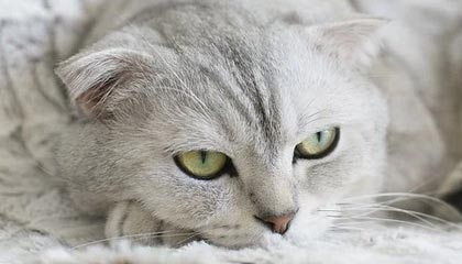 利物浦赛后声明一发，赛后质疑反而越滚越大：回放三遍才敢信